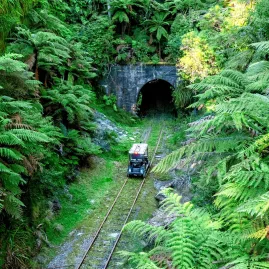 Rail cart emerging from a tunnel surrounded by dense native ferns on the Forgotten World Adventures trail.