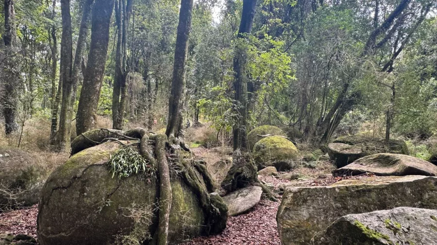 Large moss-covered boulders under native forest canopy in the Rangitikei region