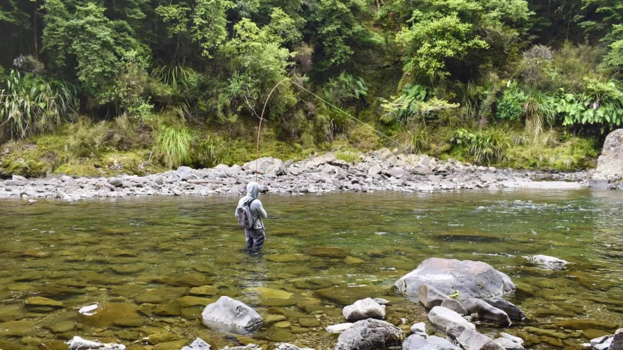 Angler fly fishing in a shallow, rocky pool surrounded by native New Zealand bush