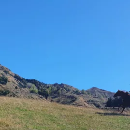 Horse rider cantering across an open paddock under a brilliant blue sky in the Rangitikei