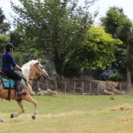 Rider on a palomino horse cantering near a rustic farm setting surrounded by trees