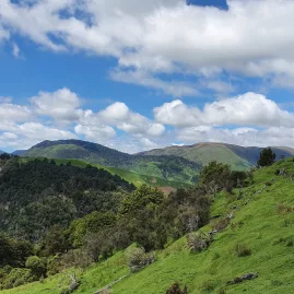 Horse and rider standing on a ridge above the lush Rangitikei River canyon