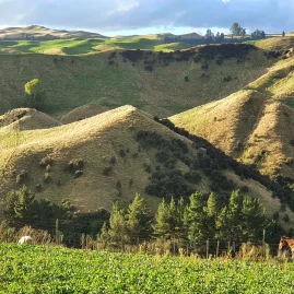 Horse and rider travelling beside a lush field with rugged Rangitikei hills beyond