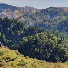 Two riders on horseback taking in expansive forest and hill country views