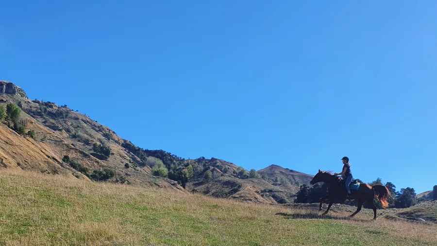 Horse rider cantering across an open paddock under a brilliant blue sky in the Rangitikei