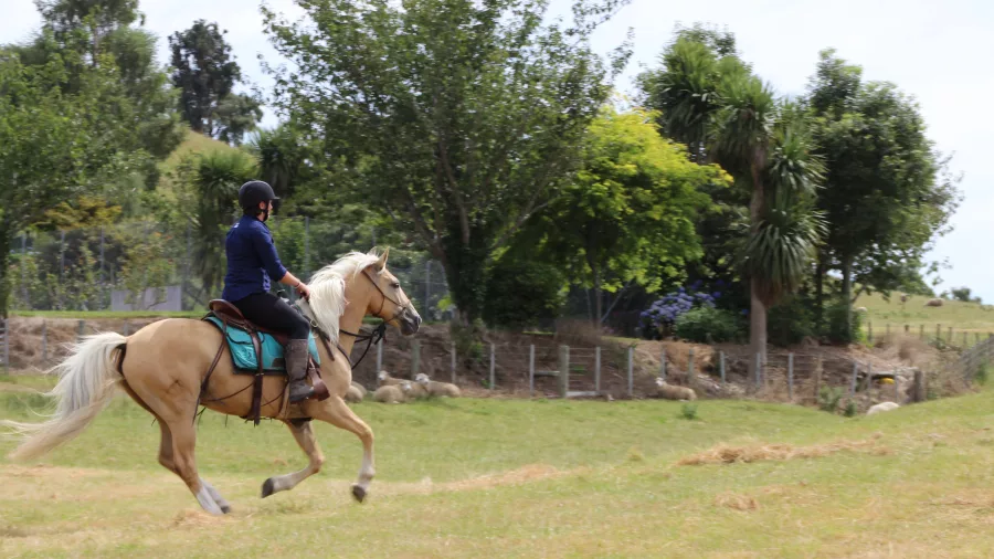Rider on a palomino horse cantering near a rustic farm setting surrounded by trees