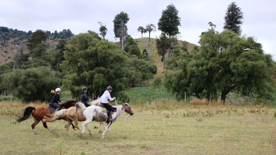 Three confident riders cantering their horses across a grassy paddock near the foothills