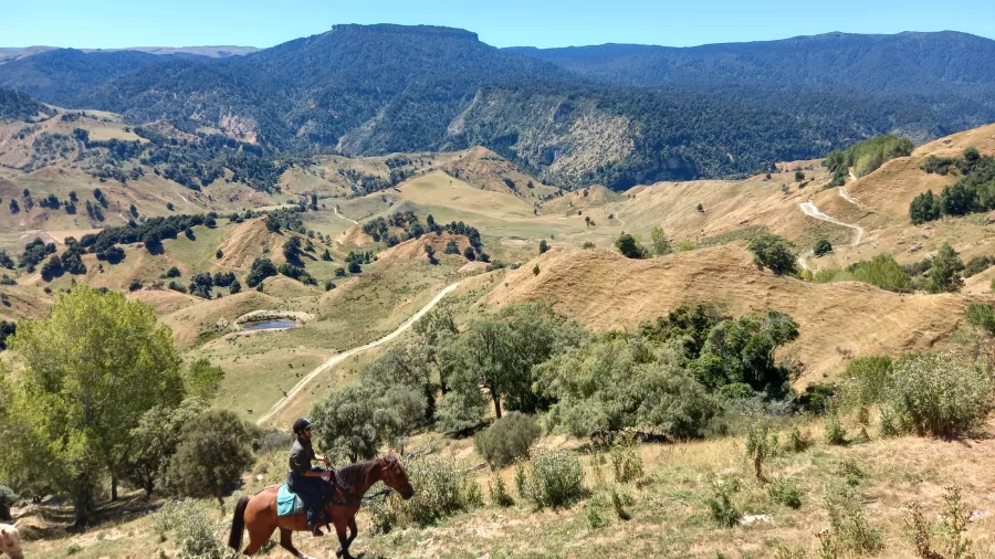 Horse rider gazing across winding hill trails and vast backcountry landscapes