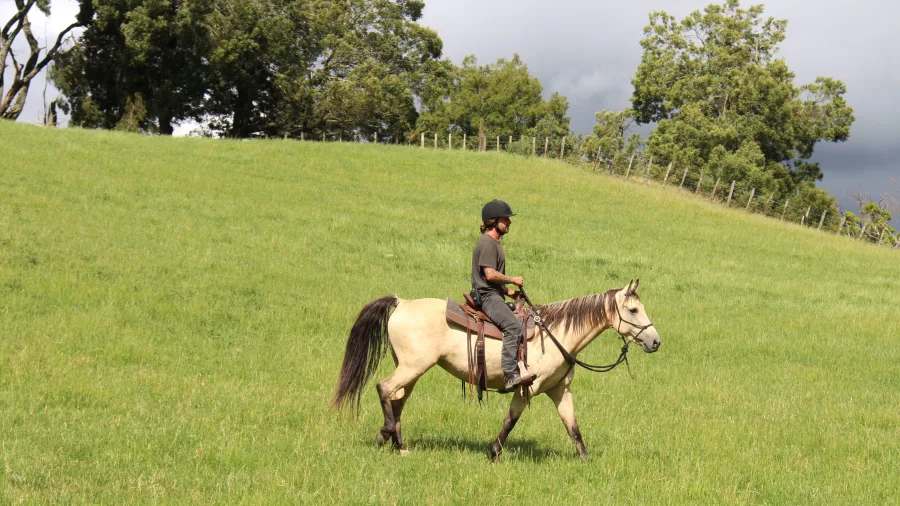 Rider guiding horse through green hillside on Harmony With Horses tour