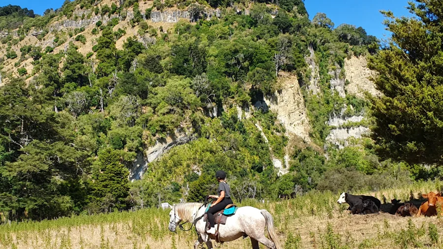 Horse and rider passing cattle resting in the shade on Harmony With Horses tour