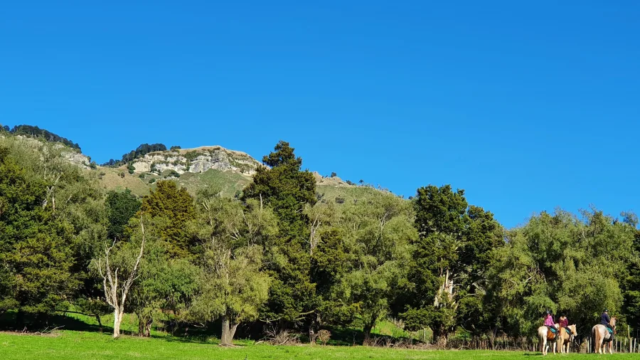 Horseback ride through forest and hills on Harmony With Horses tour