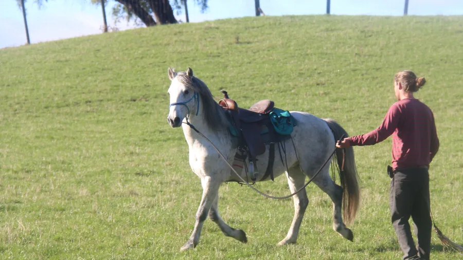 Natural horsemanship groundwork session on the Harmony With Horses tour