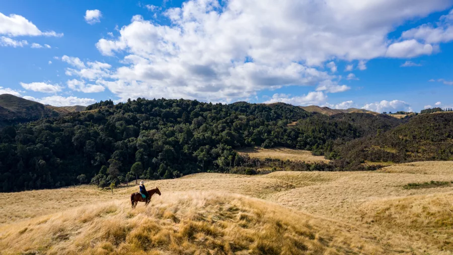 Solo rider on horseback surrounded by golden tussock and distant native forest