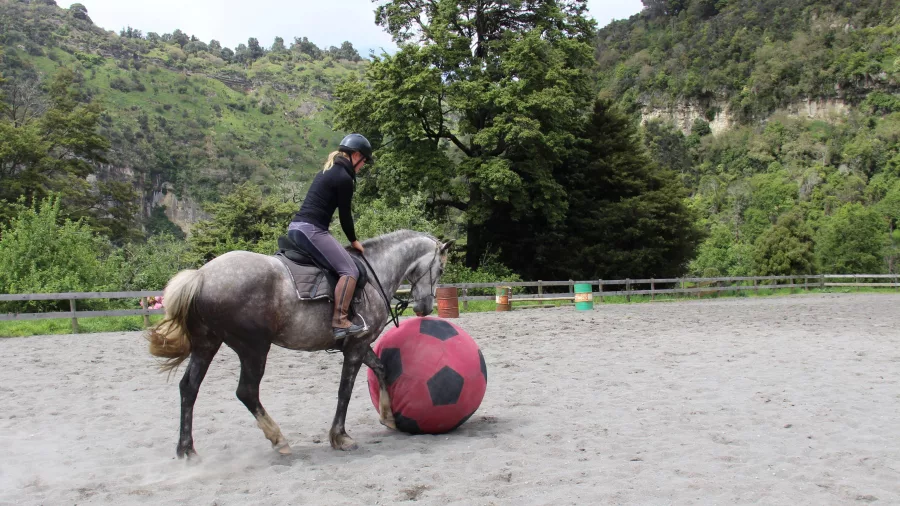 Rider on grey horse pushing a large red and black ball in the training arena