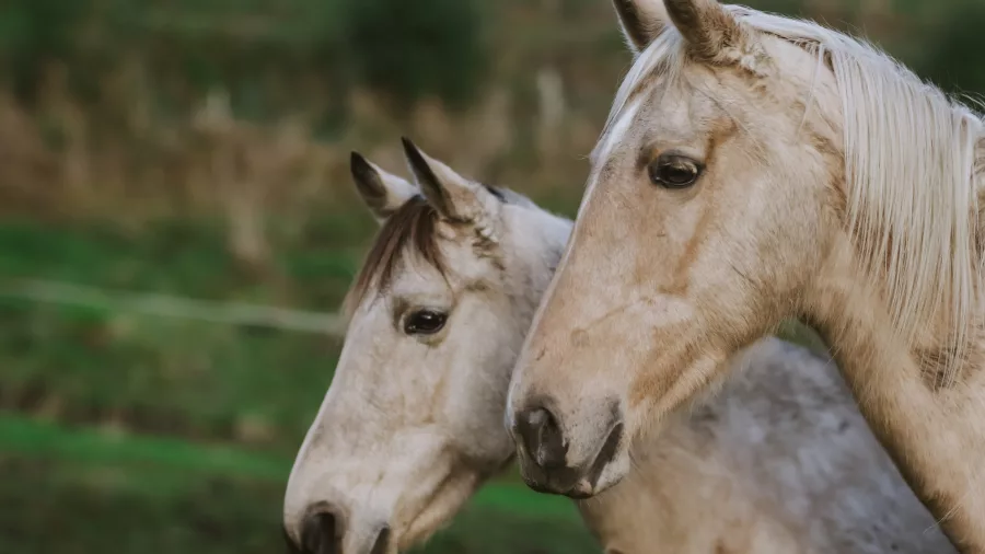 Two light-coloured horses standing side-by-side in a grassy paddock