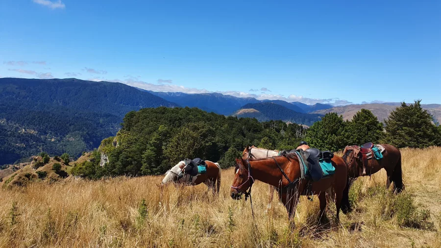 Group of saddled horses grazing in golden grass with mountain views behind