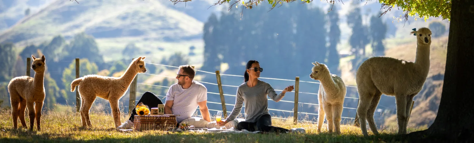 Couple picnicking with alpacas at Nevalea Alpacas farm