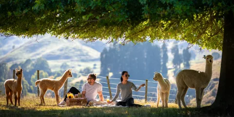 Couple picnicking with alpacas at Nevalea Alpacas farm