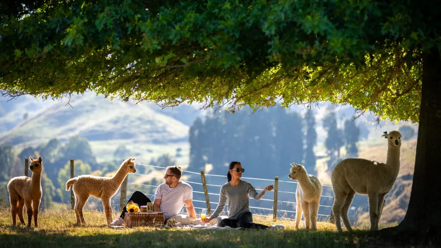 Couple picnicking with alpacas at Nevalea Alpacas farm