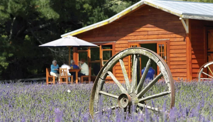 Wagon wheel in front of Lauren’s Lavender Farm café surrounded by blooming lavender in Taumarunui