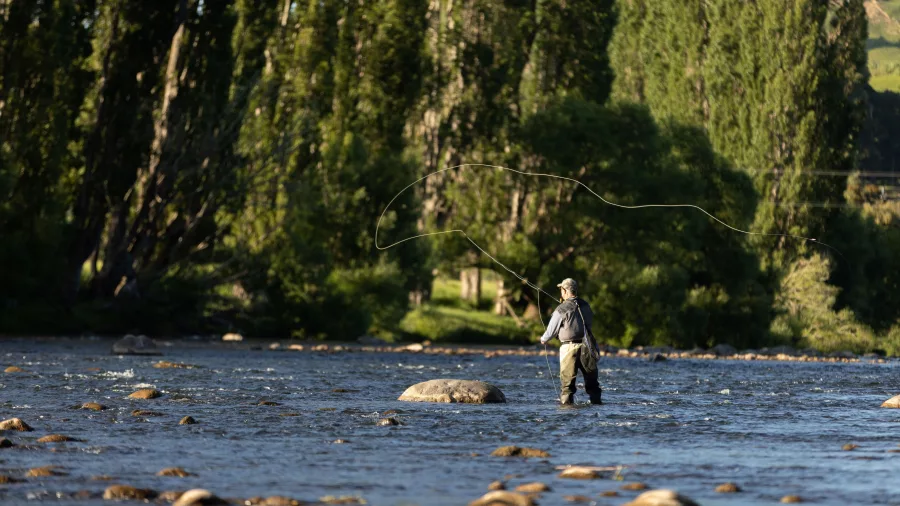 Man fly fishing in the Whanganui River near Taumarunui with tall poplar trees in the background