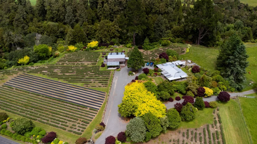 Aerial view of blooming lavender rows and gardens at Lauren’s Lavender Farm in Taumarunui