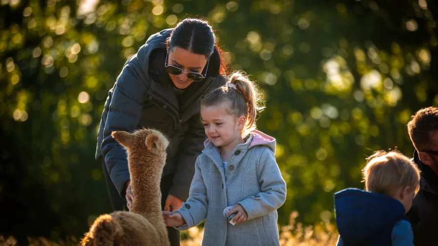 Family with young children interacting with a baby alpaca at Nevalea Alpacas in Taumarunui