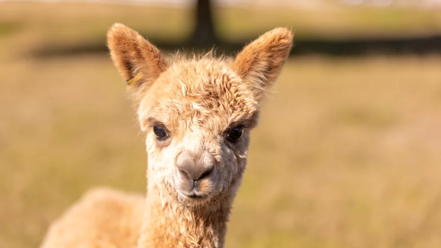 Close-up of a baby alpaca at Nevalea Alpacas in Taumarunui