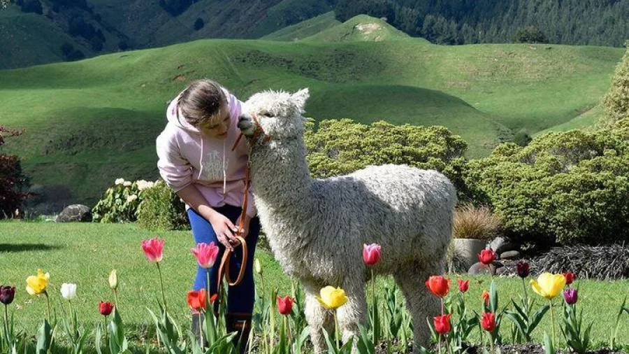 Woman walking an alpaca through a tulip garden at Nevalea Alpacas in Taumarunui
