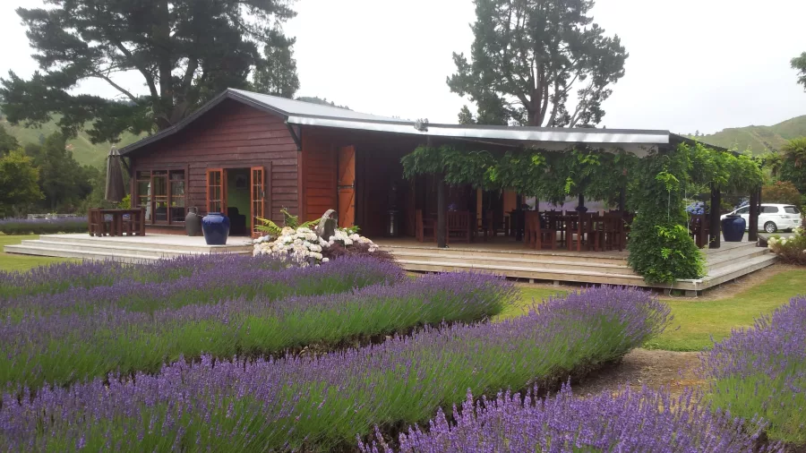Lavender rows leading up to a rustic café building at Lauren’s Lavender Farm in Taumarunui