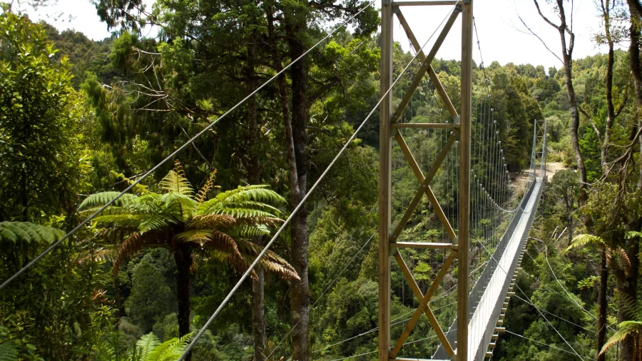 Maramataha Bridge stretching over lush bush in Pureora Forest