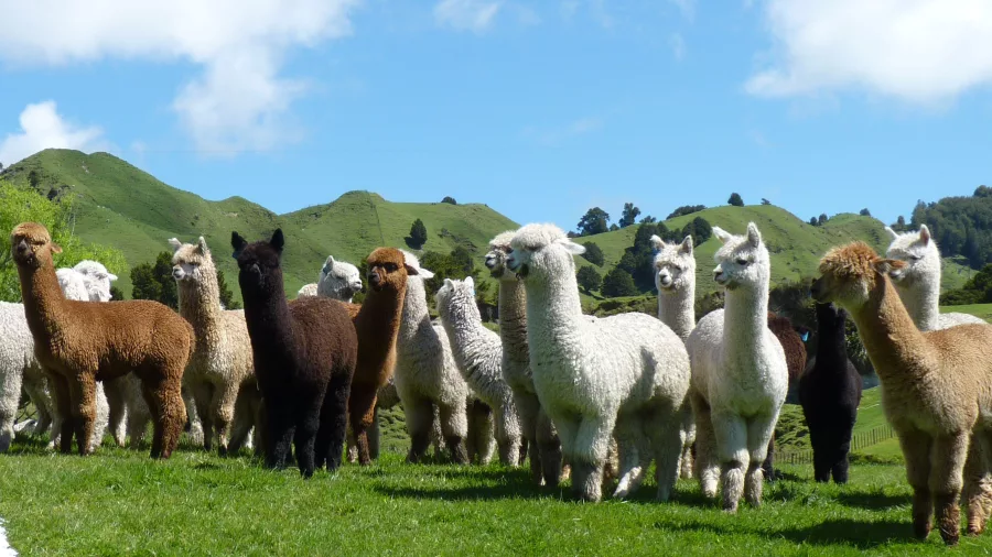 Herd of alpacas on a green hillside at Nevalea Alpacas in Taumarunui
