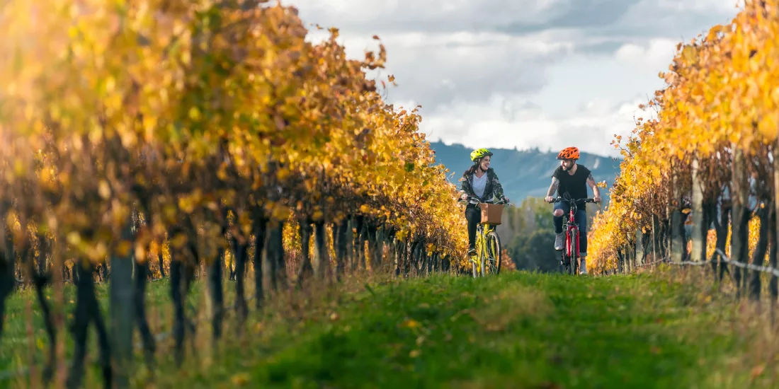 Cyclists riding through autumn vines at Brancott Estate vineyard in Blenheim, Marlborough