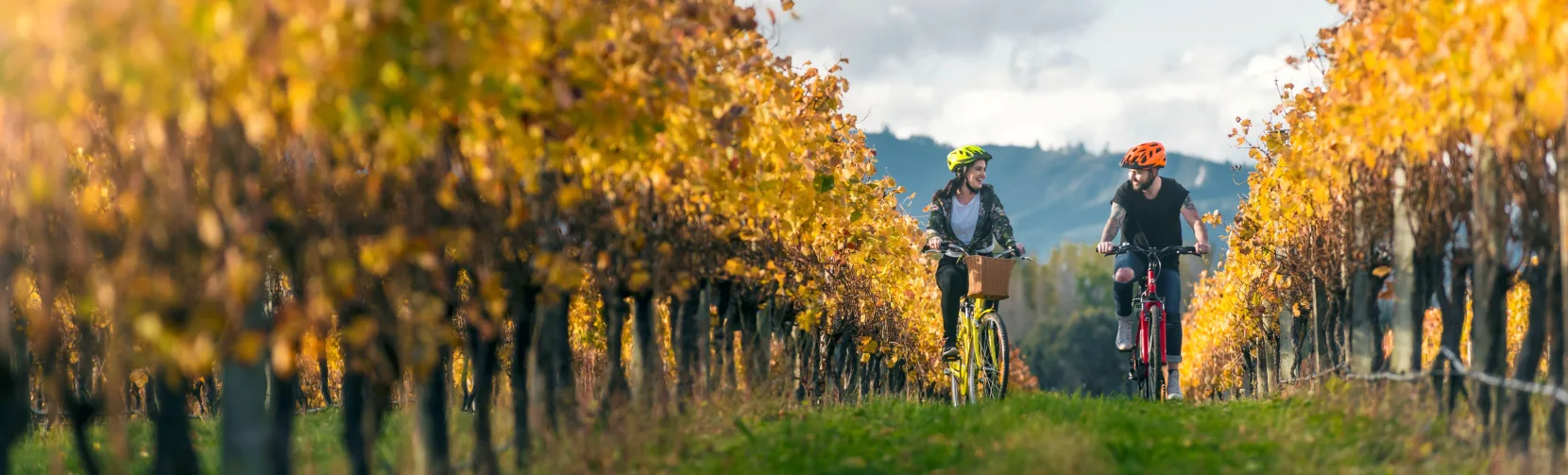Cyclists riding through autumn vines at Brancott Estate vineyard in Blenheim, Marlborough