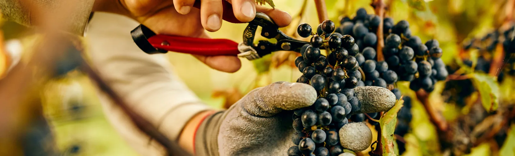 Hand harvesting grapes at Hans Herzog Estate Vineyard & Winery in Blenheim, Marlborough