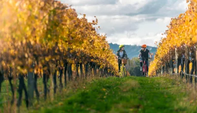 Cyclists riding through autumn vines at Brancott Estate vineyard in Blenheim, Marlborough
