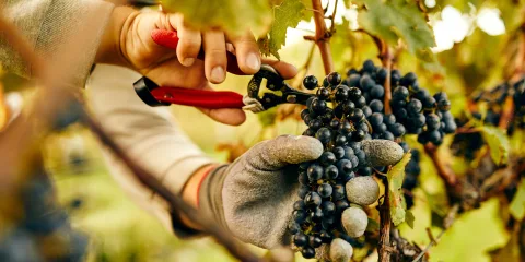 Hand harvesting grapes at Hans Herzog Estate Vineyard & Winery in Blenheim, Marlborough