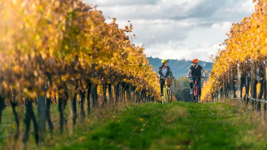 Cyclists riding through autumn vines at Brancott Estate vineyard in Blenheim, Marlborough