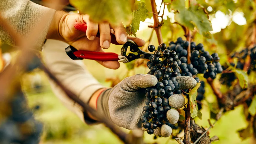 Hand harvesting grapes at Hans Herzog Estate Vineyard & Winery in Blenheim, Marlborough