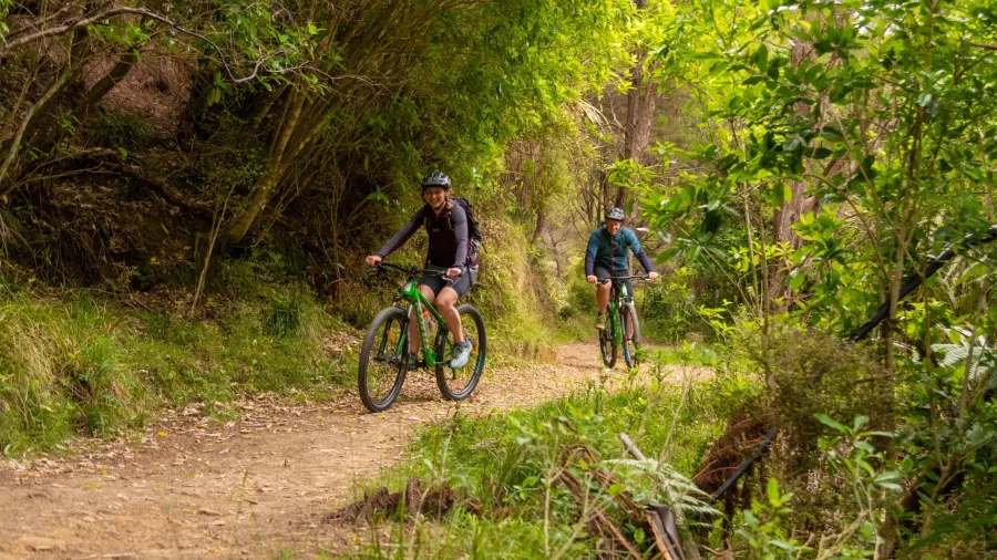 Two cyclists riding through native forest on the Queen Charlotte Track