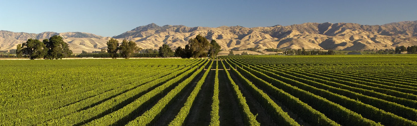 Marlborough vineyard rows with mountain backdrop in Blenheim, New Zealand
