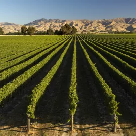 Marlborough vineyard rows with mountain backdrop in Blenheim, New Zealand