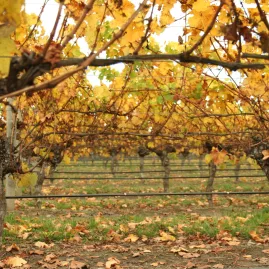 Golden autumn leaves in Marlborough vineyard rows, Blenheim