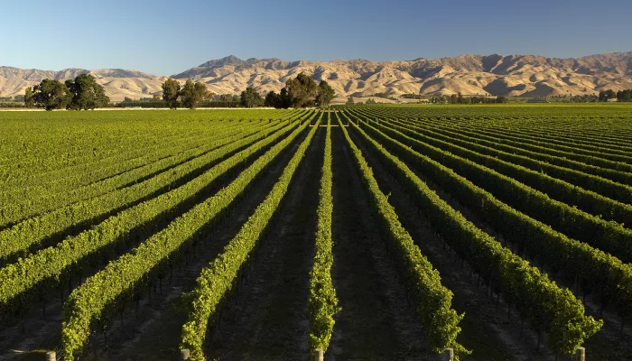 Marlborough vineyard rows with mountain backdrop in Blenheim, New Zealand