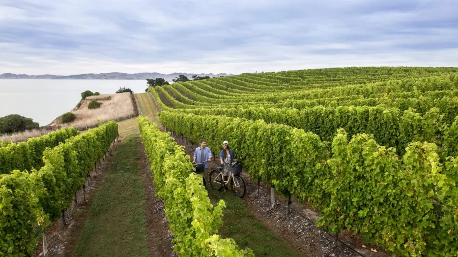 Two cyclists exploring a vineyard near the coast in Marlborough