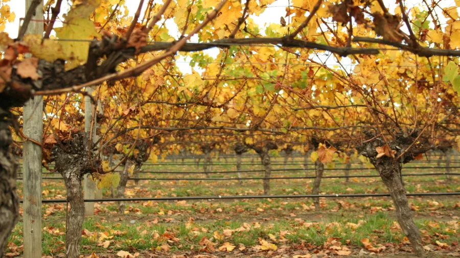 Golden autumn leaves in Marlborough vineyard rows, Blenheim