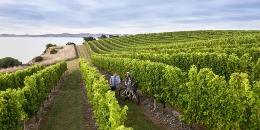 Two cyclists exploring a vineyard near the coast in Marlborough