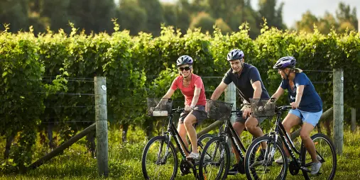 Cyclists pausing beside lush vineyard in Marlborough wine region, Blenheim