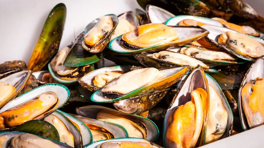 Freshly steamed New Zealand green-lipped mussels in Havelock, Marlborough
