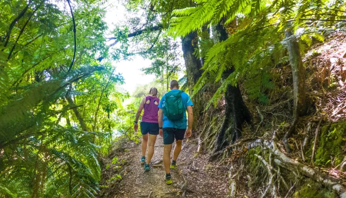 Couple hiking a shaded bush trail on the Queen Charlotte Track near Picton, Marlborough Sounds